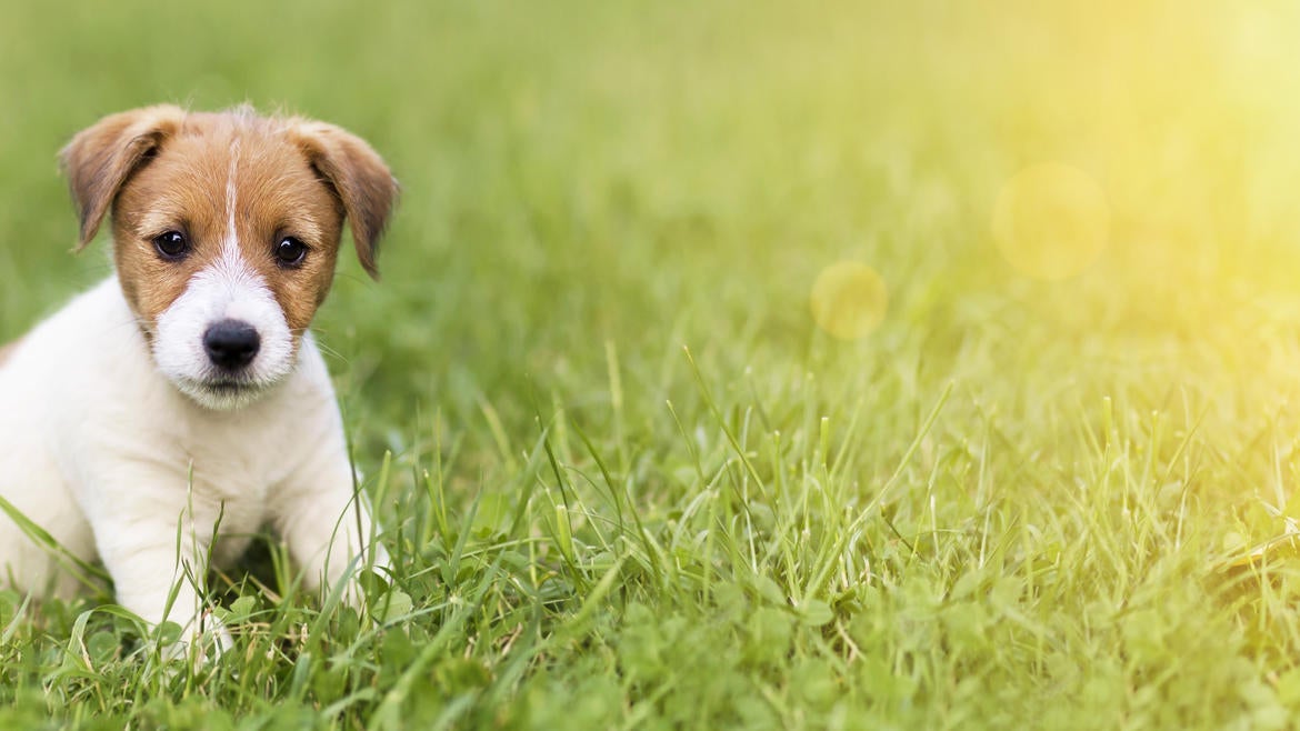 Cute Aggression